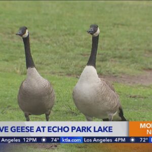 Echo Park visitors concerned with rising population of aggressive geese