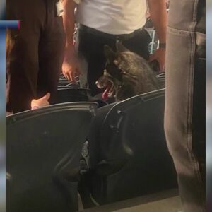Dog storms off to a Metallica concert and finds a good seat to sit