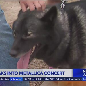 Good doggo sneaks into Metallica concert at SoFi Stadium