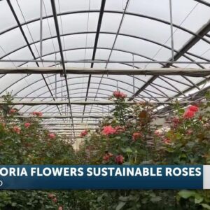 Award winning Eufloria Flowers in Nipomo showcase their efforts of sustainably grown roses