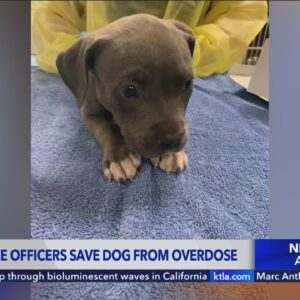 Irvine police save puppy from overdosing on narcotics