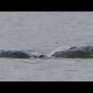 Is this proof of the Loch Ness Monster?