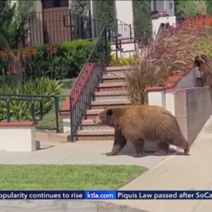 Locals concerned over increased bear sightings in Sierra Madre
