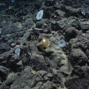 Mysterious golden orb discovered on the ocean floor