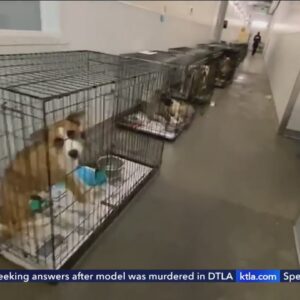 Officials propose solution to combat overcrowded animal shelters