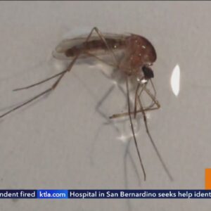 Mosquitos are thriving in post-Hilary Southern California. Here’s how to avoid the bites