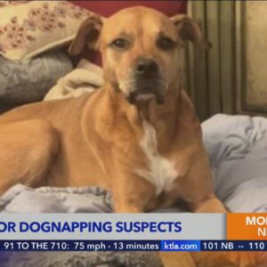 Search underway for suspects who forcibly stole dog from woman in North Hollywood