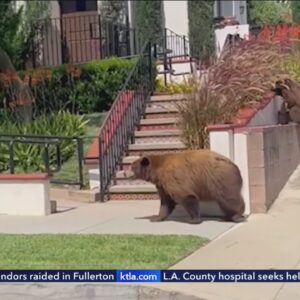 Sierra Madre cancels outdoor event due to increased bear encounters