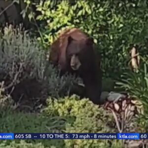 Sierra Madre woman returns home to find bear inside