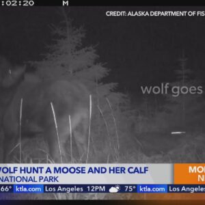 Trail camera captures video of bear, wolf hunting moose