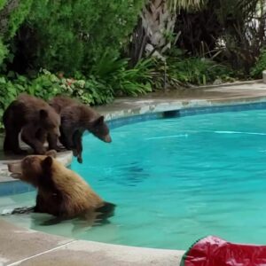 Video captures bear taking a dip in local swimming pool