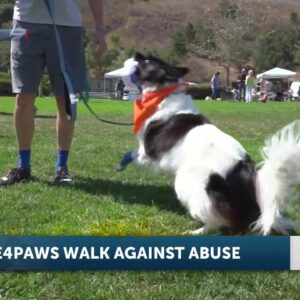 Walk Against Abuse to kick off Domestic Violence Awareness Month