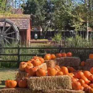 Annual Isla Vista Halloween Pumpkin Patch features $1,000 grand prize for costume contest