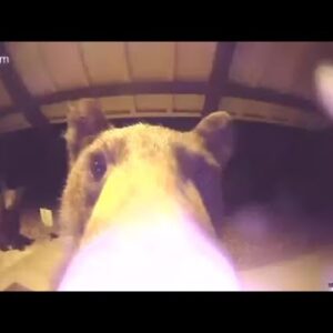 Bear caught on video ringing doorbell