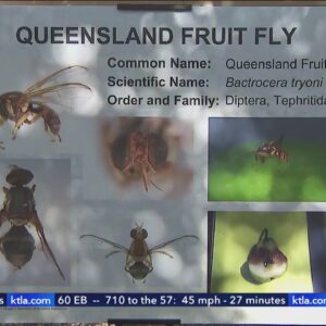 Invasive fruit fly found in Thousand Oaks