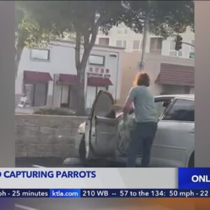 Man caught on camera capturing parrots