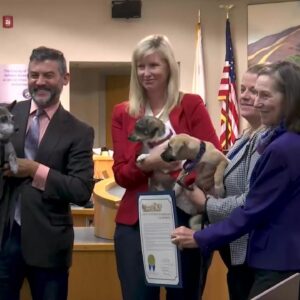 Santa Barbara County proclaims 'Adopt A Shelter Dog Month' to help boost adoptions from local ...