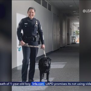 Retired police sergeant launches armed dog walking service