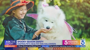 Spooky season safety tips to keep pets safe and healthy on Halloween