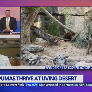 The Living Desert Zoo celebrates puma rescue anniversary
