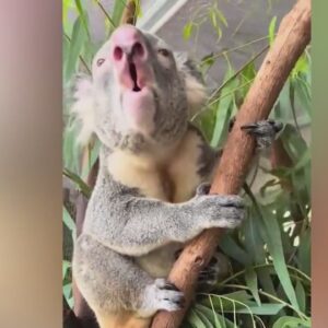 Video captures surprising noise Koalas make