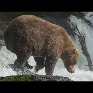 Why the fattest bear will not win Fat Bear Week