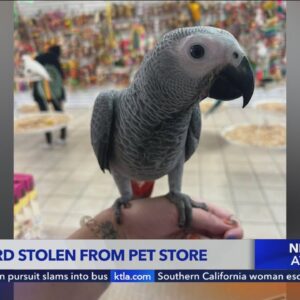 $7,500 bird stolen from local pet store