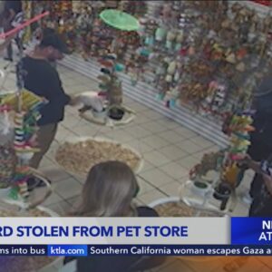 $7,500 parrot stolen from pet store