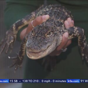 Alligators rescued from squatters in San Bernardino
