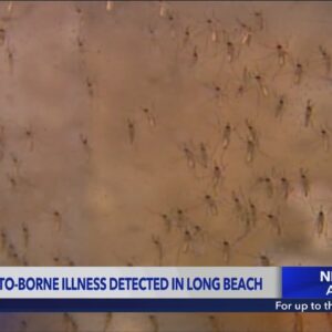 Long Beach confirms first case of mosquito-borne St. Louis Encephalitis since 1984