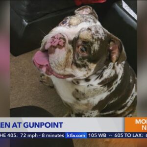 Couple walking dog robbed at gunpoint; dog stolen