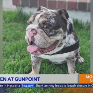 Couple walking dog robbed at gunpoint in West Hollywood; dog stolen
