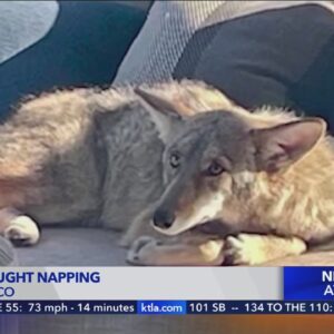 Coyote caught napping on couch in California