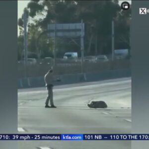 Leaders call for calm after CHP officer fatally shoots man on 105 Freeway