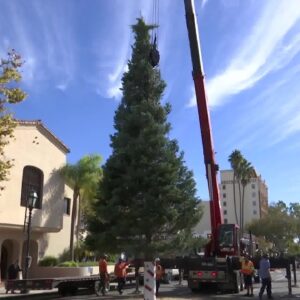 Holiday tree arrives in Santa Barbara