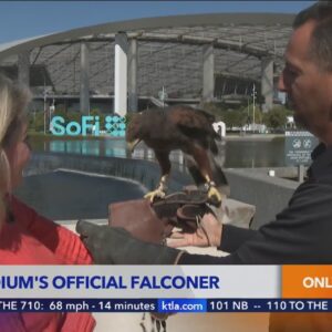 Meet the hawk in charge of controlling nuisance birds at SoFi Stadium