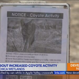 Orange County nature reserve asking locals not to feed coyotes
