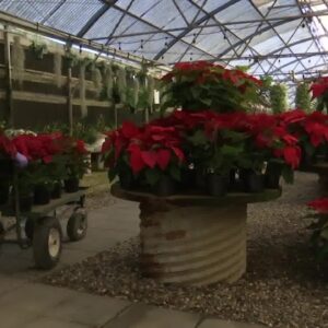 Poinsettia sales help student athletes and musicians