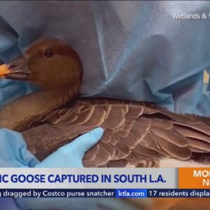 Rare arctic goose captured in South Los Angeles