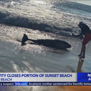 Shark activity closes portion of Sunset Beach