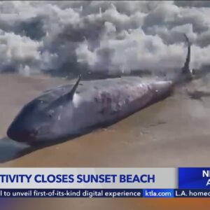 Shark activity closes stretch of Huntington Beach coastline