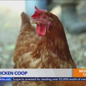 AI Powered Chicken Coop Makes Anyone an Instant Backyard Farmer