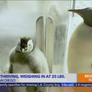 Baby penguin Pearl thriving at Seaworld