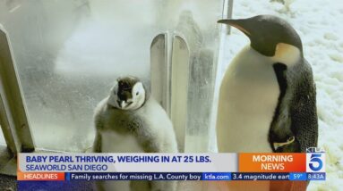 Baby penguin Pearl thriving at Seaworld