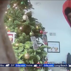Burglar takes presents from under O.C. family’s Christmas tree: video