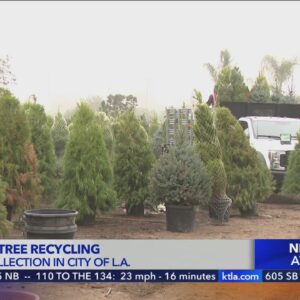 City of Los Angeles offering Christmas tree recycling services 
