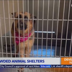 Orange County animal shelter among many facilities facing overcrowding crisis