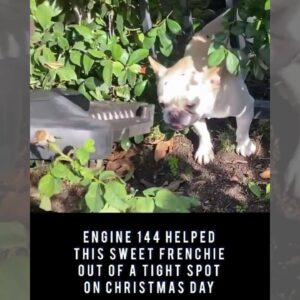 LACFD rescues Frenchie