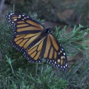 Peak of monarch butterfly season now happening at Pismo State Park