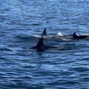 Pod of killer whales spotted off the coast of L.A.